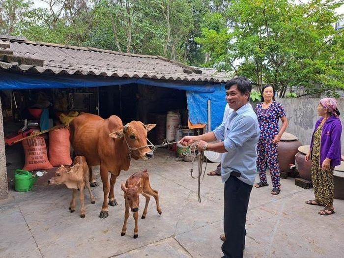 Cặp bê sinh đôi được xem là trường hợp hiếm thấy tại địa phương nên nhiều người dân hiếu kỳ đã đổ xô đi xem.
