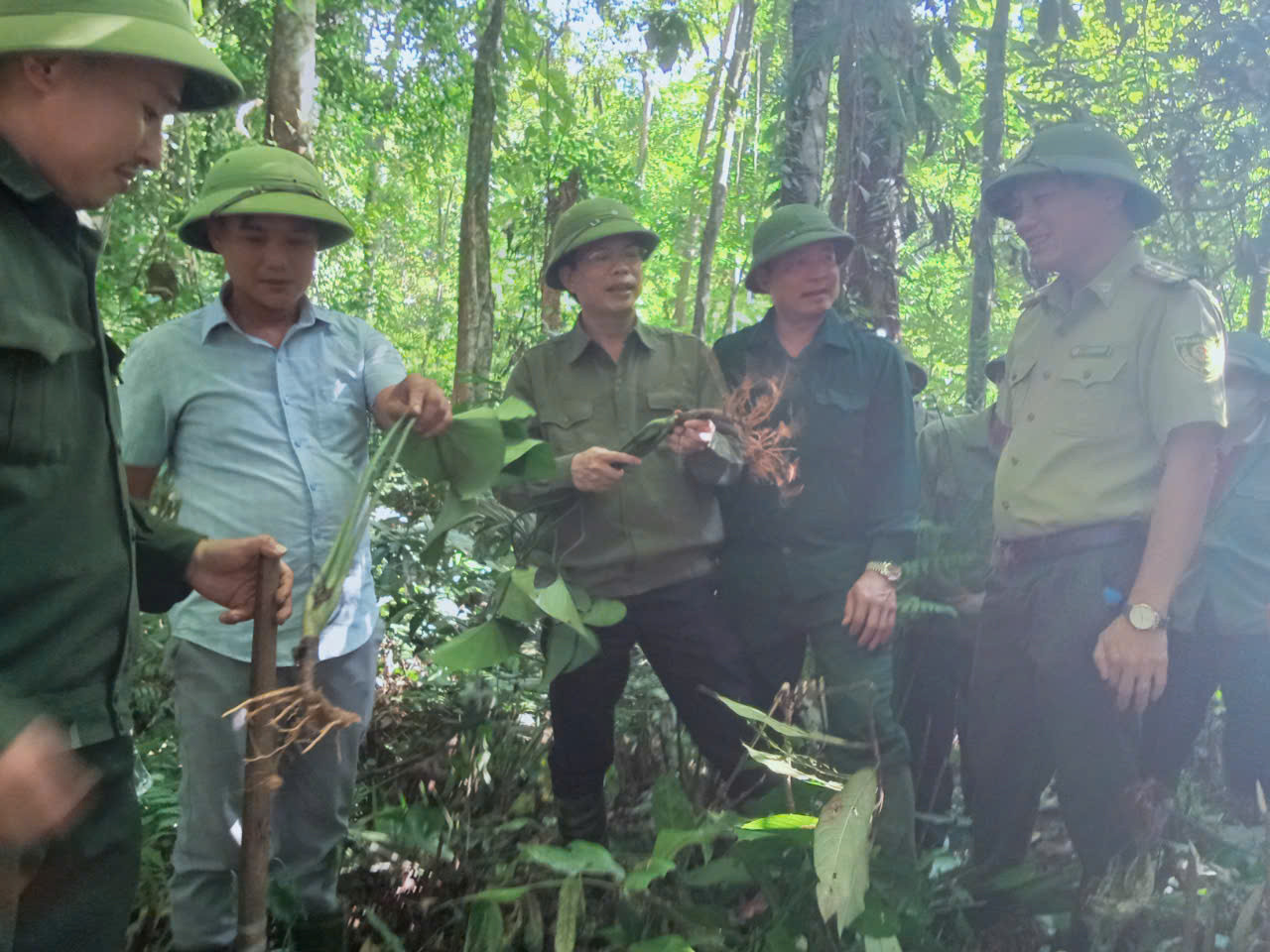 Sau một thời gian trồng thử, cây dược liệu phát triển tốt. Sau một thời gian trồng thử, cây dược liệu phát triển tốt.