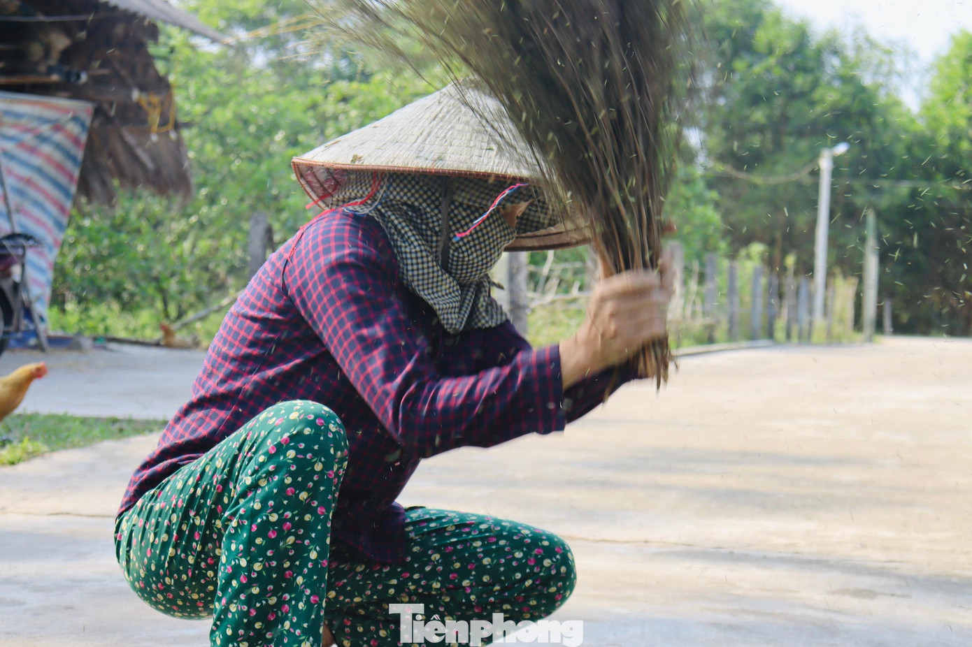 Theo chị Mơ, nghề làm chổi trện bắt đầu từ khoảng tháng 4 đến tháng 8. Vào chính vụ, cứ 2-3 ngày sẽ lên rừng cắt trện một lần, mỗi đợt được từ 300-500 chổi. Trung bình thu nhập từ 4,5 triệu đến 6 triệu đồng/ngày.