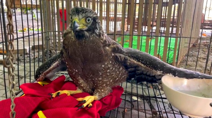 Cá thể diều hoa Miến Điện. Cá thể diều hoa Miến Điện.