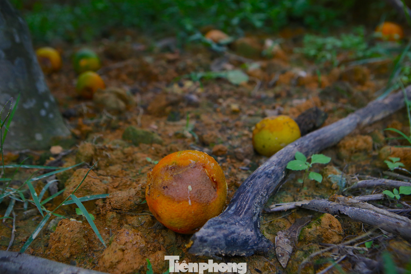 “Chúng tôi đang cho cán bộ xã đến thống kê số lượng, thiệt hại của bà con để có phương án đề xuất huyện hỗ trợ người dân. Cây có hiện tượng héo, không ra lá giống như bị khai thác kiệt quệ. Theo ước tính ban đầu có cả hàng trăm ha xảy ra tình trạng này, chủ yếu là ở cam bù. Hiện tại cam chanh đang cho thu hoạch, nhưng cũng bị côn trùng tấn công ảnh hưởng đến năng suất của người dân”, ông Lê Đức Thuận – Chủ tịch UBND xã Sơn Trường, huyện Hương Sơn nói.