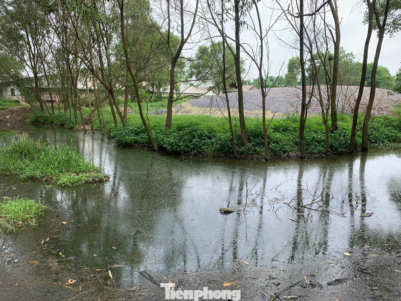 Phần kênh nước dẫn từ hai trang trại ra môi trường màu nước đen ngòm, mùi hôi thối nồng nặc. Chất thải chưa qua xử lý từ chuồng trại nuôi lợn của ông Đinh Thăng Long chảy tràn ra môi trường. Nước từ bể lắng cuối cùng trước khi xả ra môi trường vẫn đen ngòm...