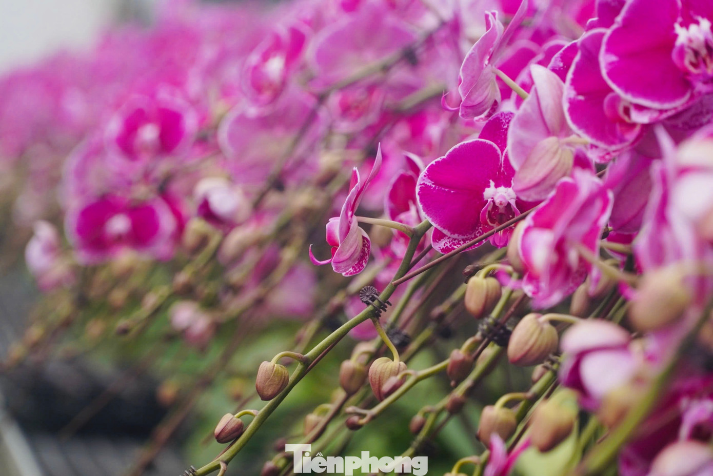 Những ngày này, tại khu vườn lan rộng hơn 2.500m2 tại thôn Thanh Lan, xã Thạch Khê, thành phố Hà Tĩnh cũng có gần 20 công nhân cấp tập tưới nước, chọn lan, đóng gói hàng xuất đi các tỉnh, thành phố: Hà Nội, Nam Định, Thanh Hóa, Nghệ An Quảng Bình, Đà Nẵng…