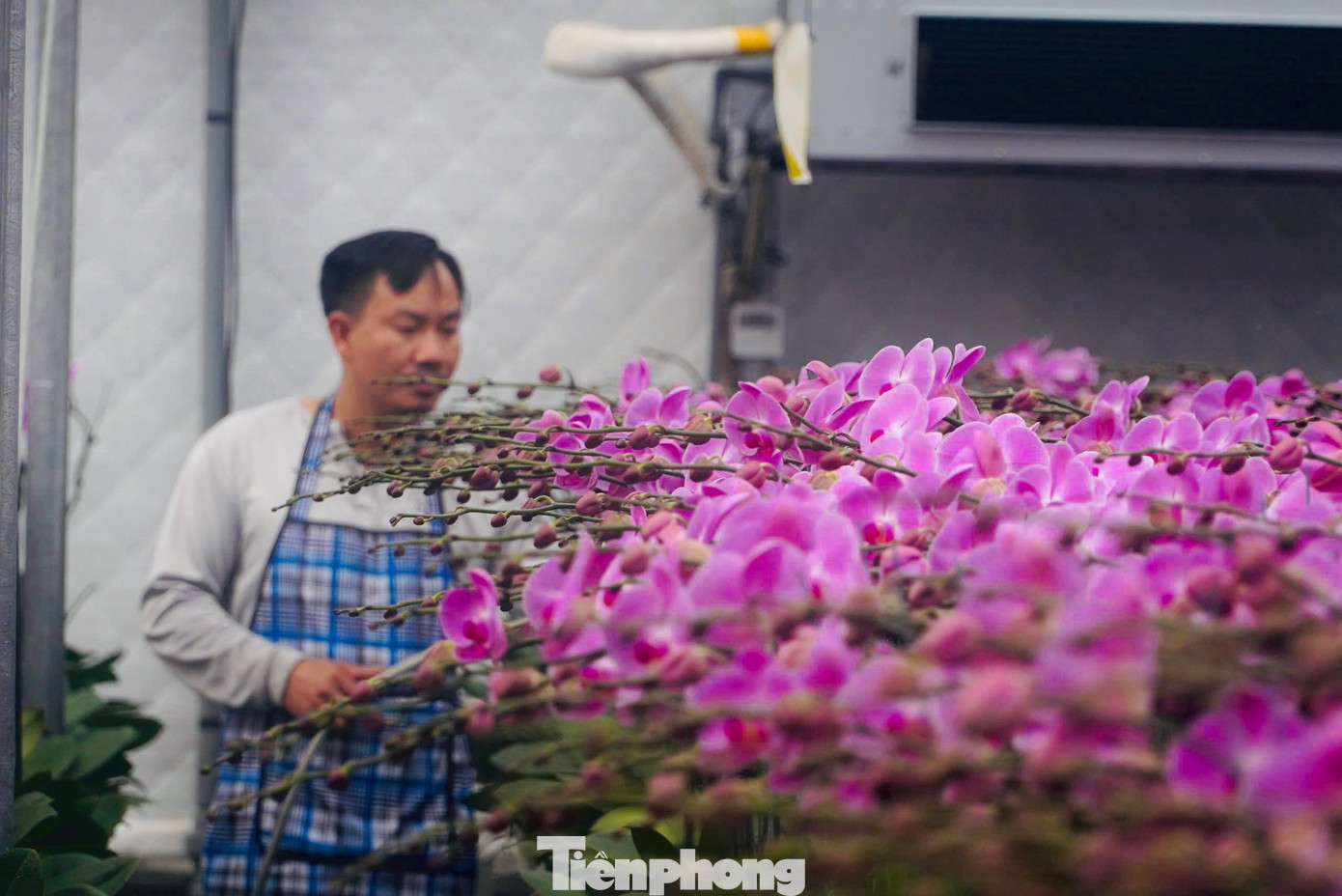 Đến thời điểm này, vườn lan trồng trên vùng đất cát đã bán được trên 85%, còn 15% bán lẻ cho khách hàng có nhu cầu. Theo nhà vườn, giá bán hoa lan năm nay tương đương năm ngoái, ước doanh thu dịp Tết Ất Tỵ 2025 khoảng 8 tỷ đồng.