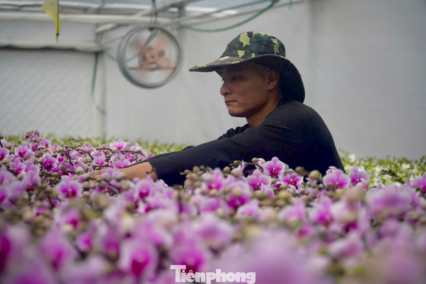 Đến thời điểm này, vườn lan trồng trên vùng đất cát đã bán được trên 85%, còn 15% bán lẻ cho khách hàng có nhu cầu. Theo nhà vườn, giá bán hoa lan năm nay tương đương năm ngoái, ước doanh thu dịp Tết Ất Tỵ 2025 khoảng 8 tỷ đồng.