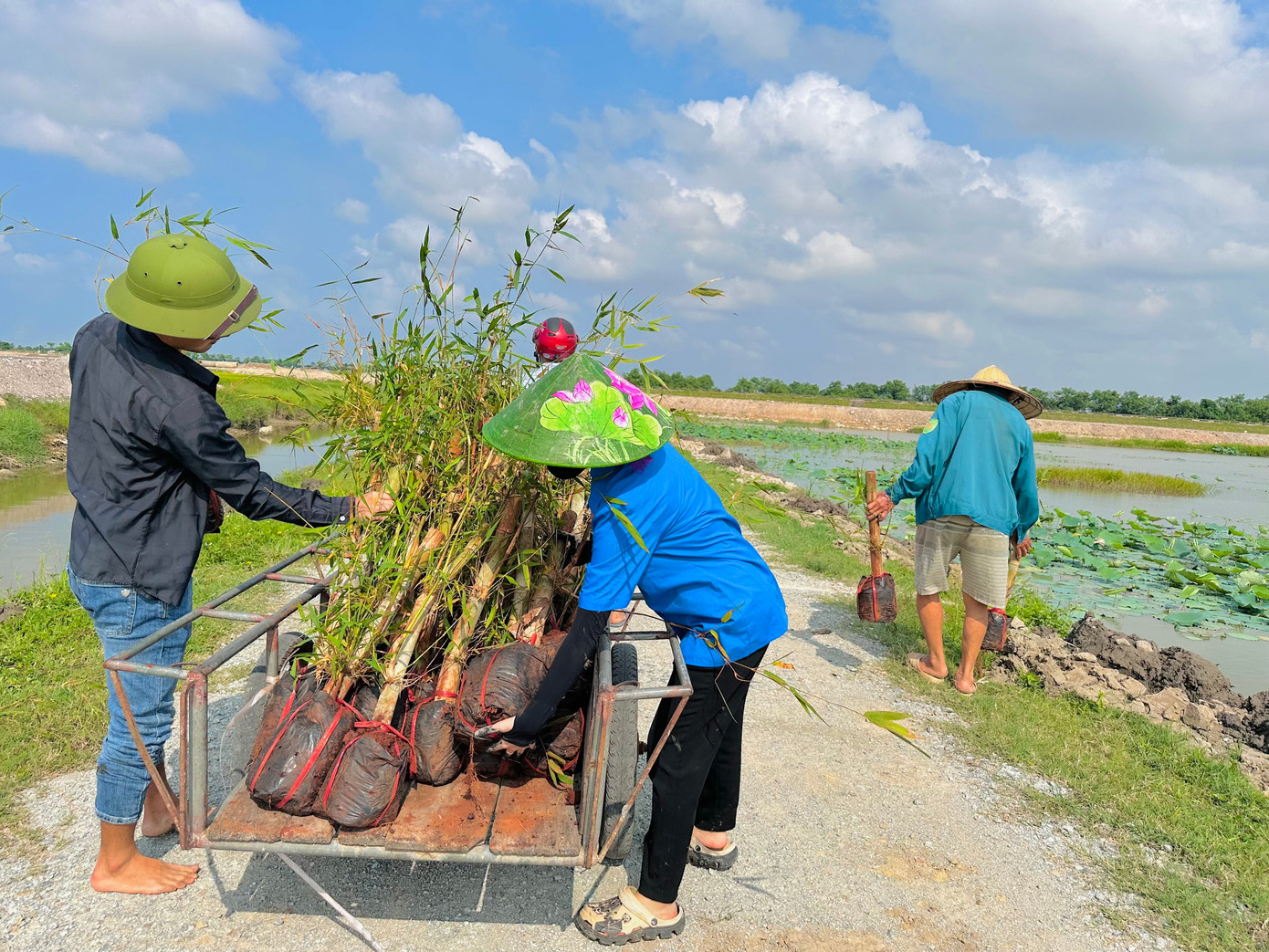 Cũng trong buổi chiều cùng ngày, lực lượng thanh niên phối hợp cùng hội nông dân xã Thạch Hưng trồng tre tại khu vực hồ Đập Lỗ.