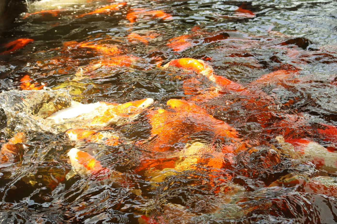 Những con cá Koi đủ màu sắc đẹp mắt.