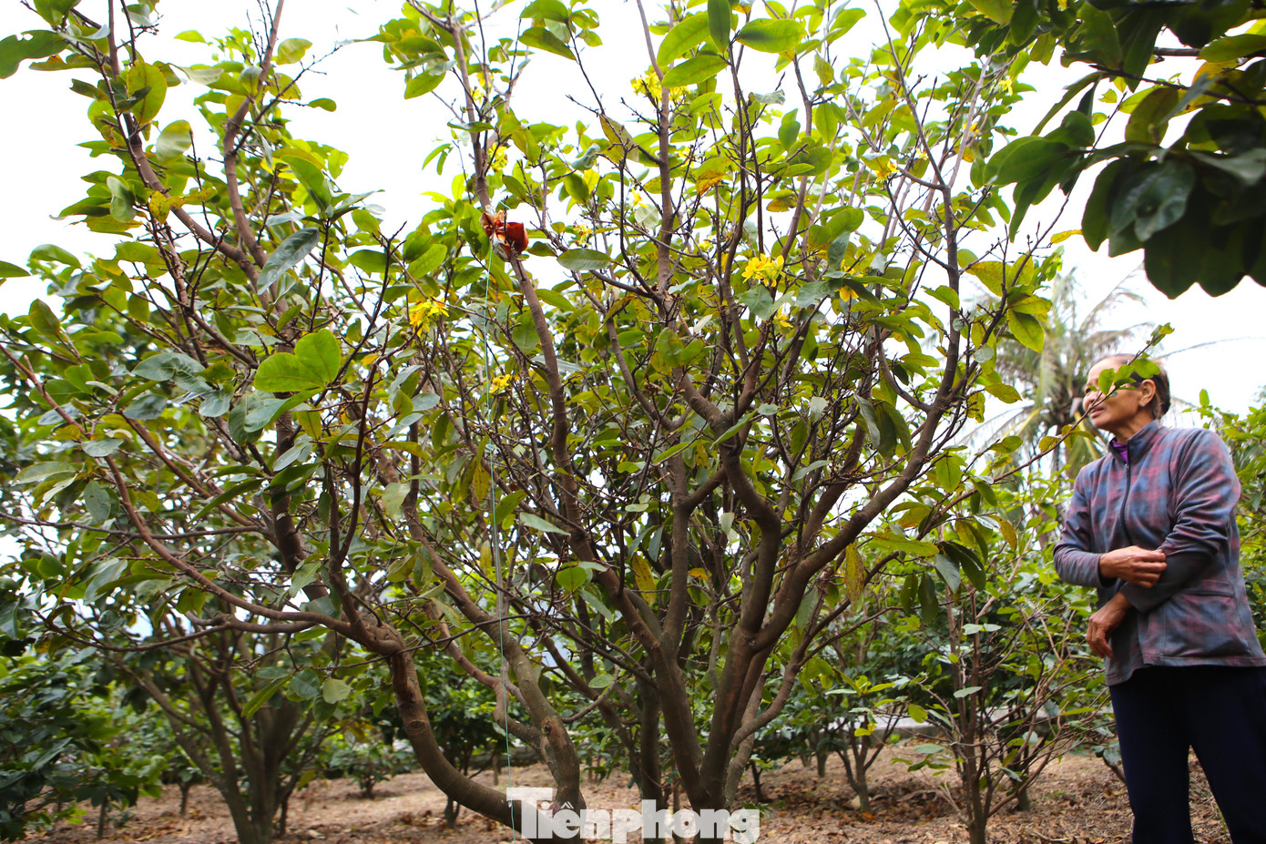 “Riêng bán mai năm ngoái gia đình bán được trên 100 triệu đồng. Mấy ngày này người dân vùng khác cũng đến xem hoa trước, nhưng vẫn chưa mua nhiều. Thời tiết năm nay nắng ấm, tôi đang chờ đến cuối tháng 11 ÂL sẽ trảy lá để hoa nở đúng Tết. Nhiều gốc đã nở hoa thì chịu năm nay không bán được để năm sau”, bà Nở nói.