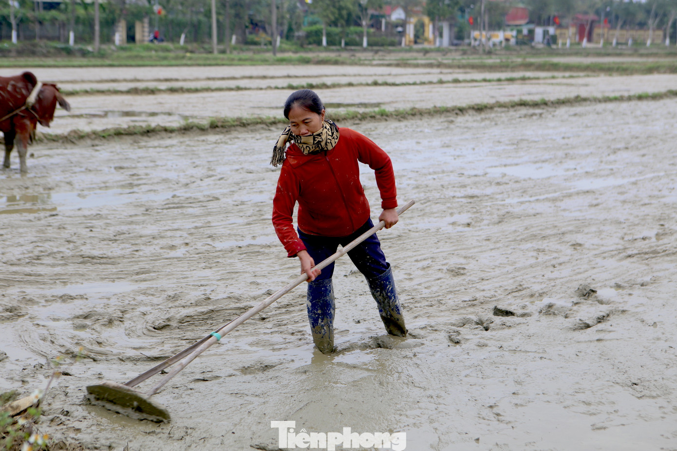 Người phụ nữ dùng bàn gạt để làm phẳng ruộng chuẩn bị gieo mạ. Người phụ nữ dùng bàn gạt để làm phẳng ruộng chuẩn bị gieo mạ.