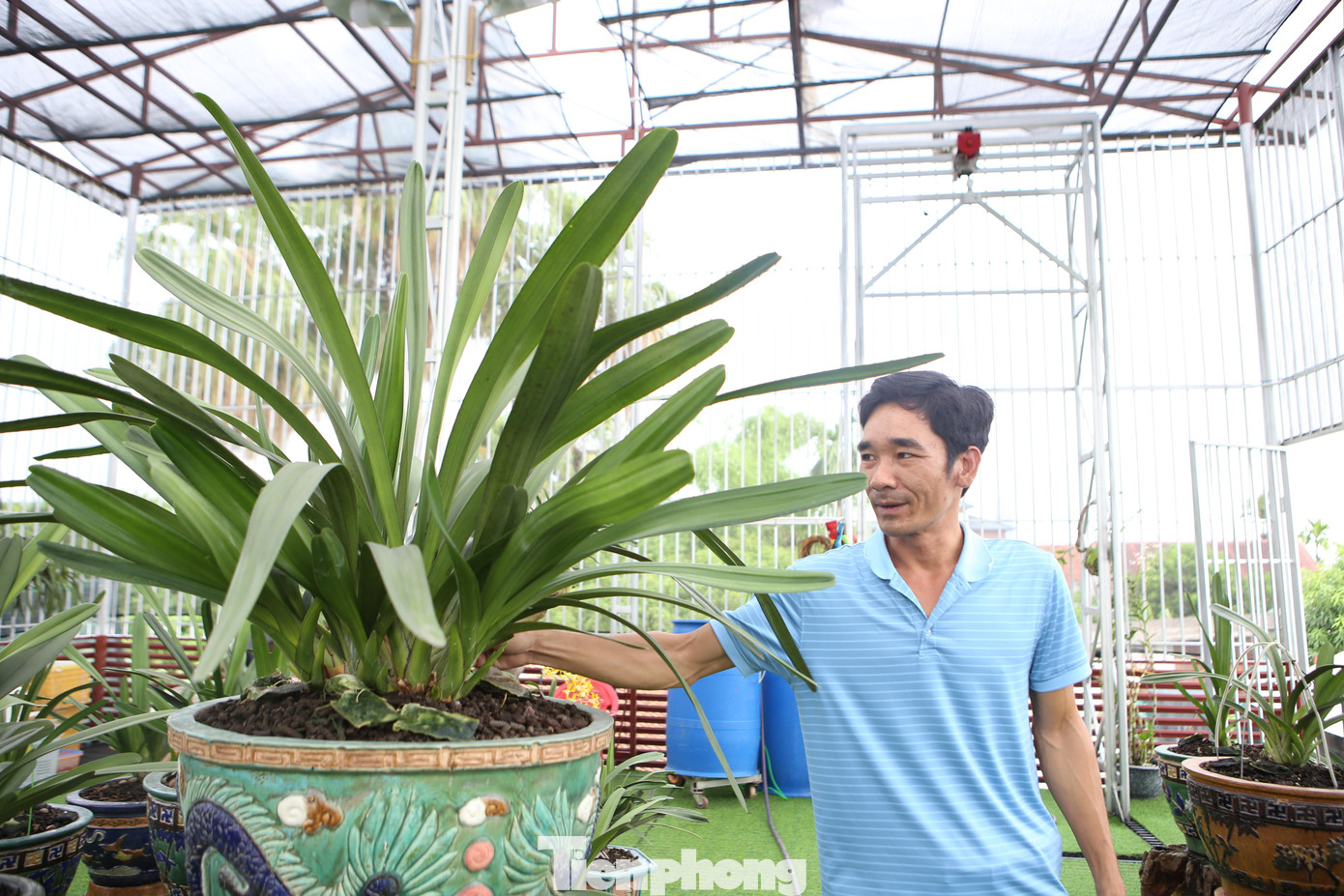 Những giò lan được chủ vườn tạo thế, chỉnh thế cho phù hợp với các chậu.