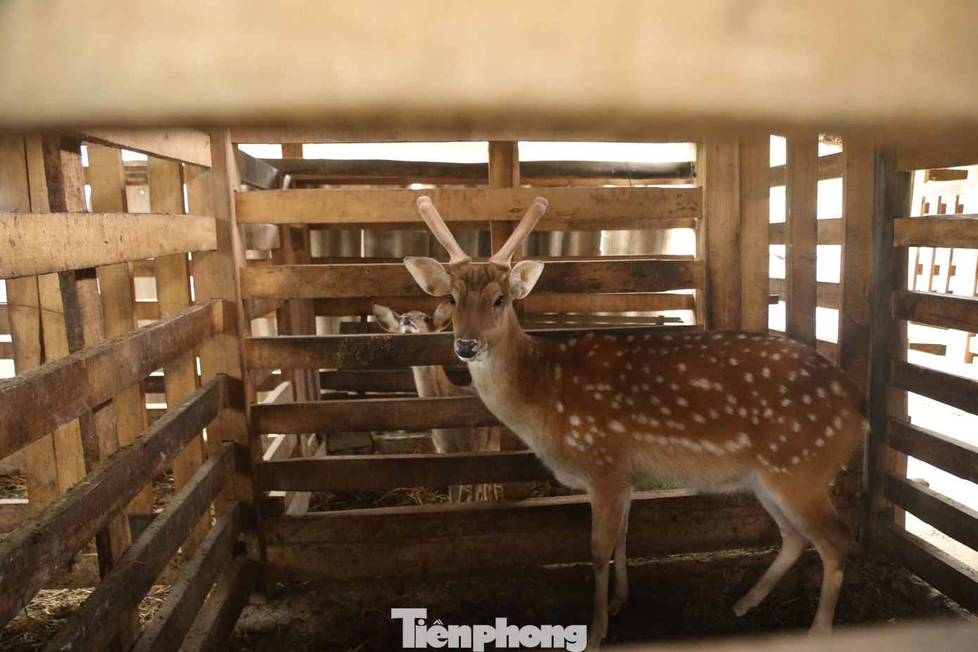 Huyện Hương Sơn (Hà Tĩnh) là thủ phủ nuôi hươu sao lấy nhung lớn nhất tỉnh. Theo thống kê của Phòng Nông nghiệp và Phát triển nông thôn huyện Hương Sơn, hiện toàn huyện có trên 38.000 con, trong đó số hươu cho lộc nhung khoảng 9.500 con với trọng lượng trên 17 tấn/năm. Tổng giá trị thu nhập từ hươu khoảng 250 tỷ đồng.