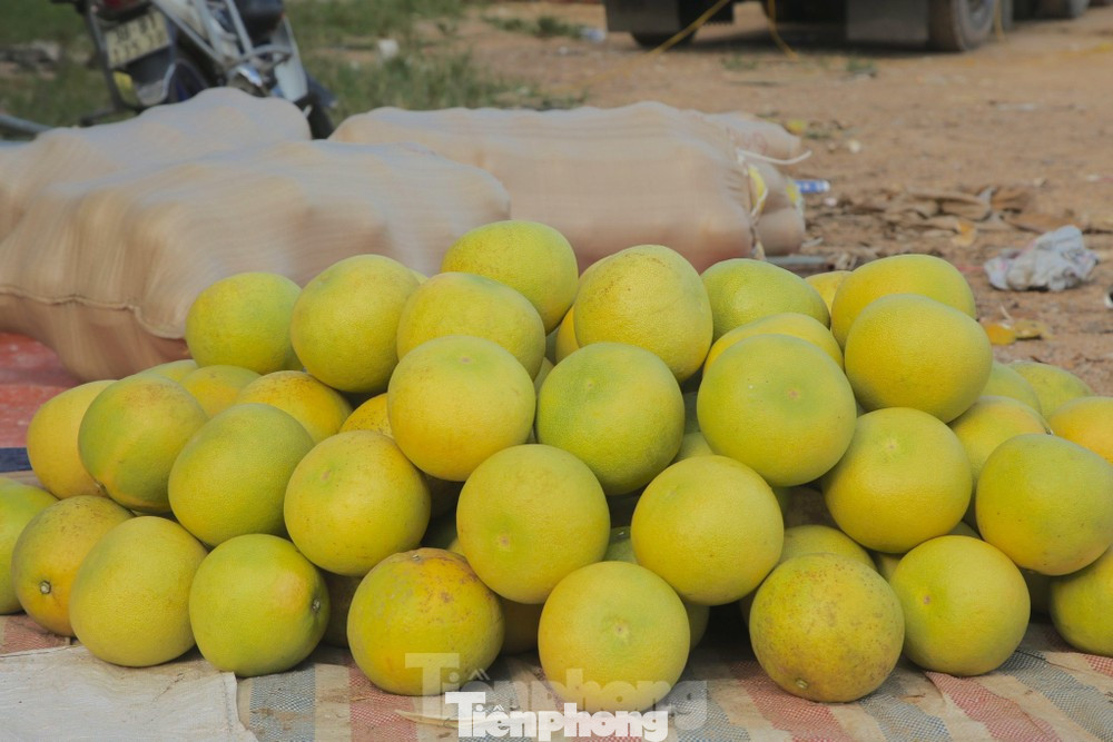 Năm nay toàn huyện ước tính thu về 500 tỷ đồng, giúp nhiều gia đình vượt khó vươn lên làm giàu.