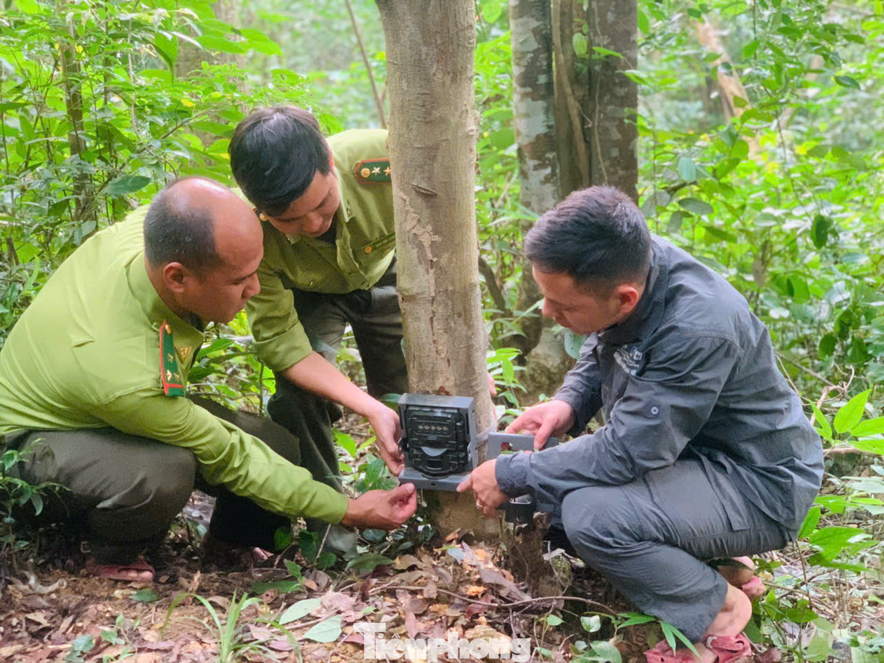 Anh Hoàng (bìa phải) đang cùng thực hiện nhiệm vụ gắn bẫy ảnh. Anh Hoàng (bìa phải) đang cùng thực hiện nhiệm vụ gắn bẫy ảnh.
