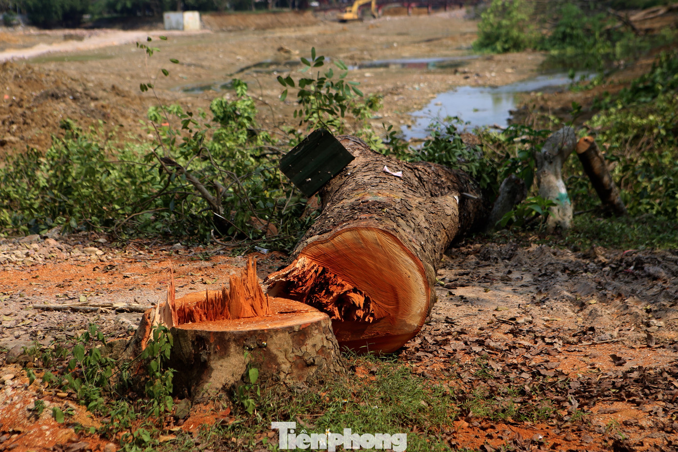 Những gốc xà cừ lớn tuổi chặt hạ để làm dự án.