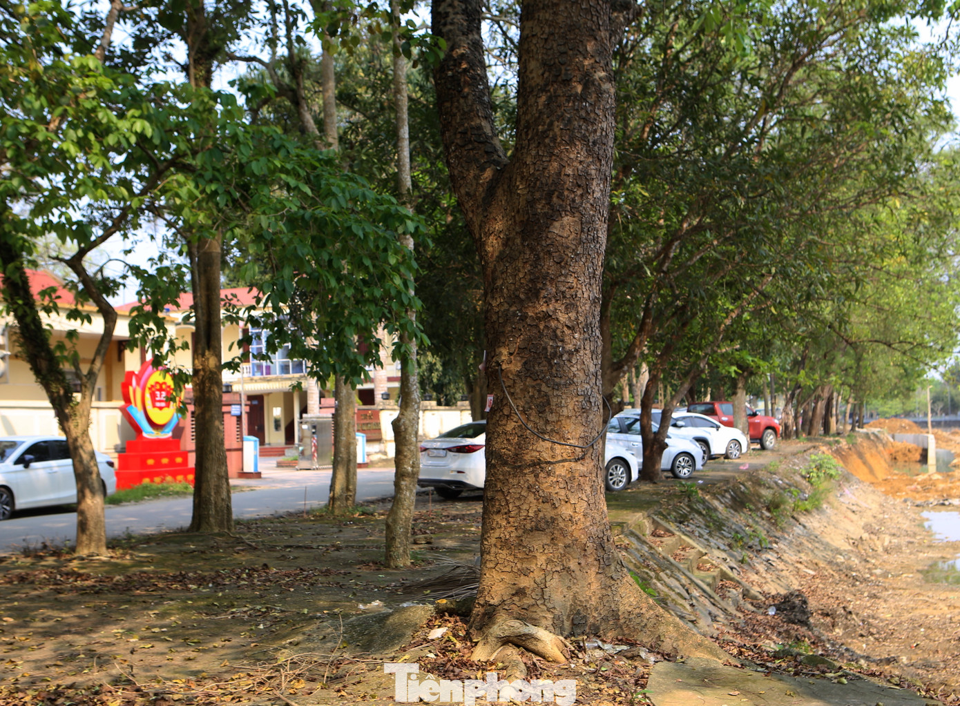 “Tuy nhiên giá trị nhất vẫn là hàng cây xà cừ nhiều năm tuổi. Khi đưa ra phương án chặt bỏ, chúng tôi cũng đã lên kế hoạch, họp bàn để hạn chế tối đa việc chặt bỏ cây”, lãnh đạo thị trấn Hương Khê cho hay.