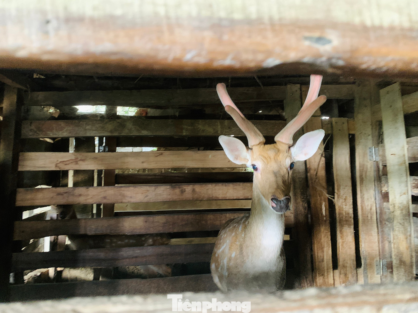 Nếu như ngày trước, mỗi lần cắt nhung hươu, gia chủ phải nhờ hàng xóm, anh em đến để hỗ trợ thì nay người dân chỉ mất phí từ 200.000 - 250.000 đồng/lần cắt thuê đội thợ có kinh nghiệm đến để thu hoạch lộc nhung.
