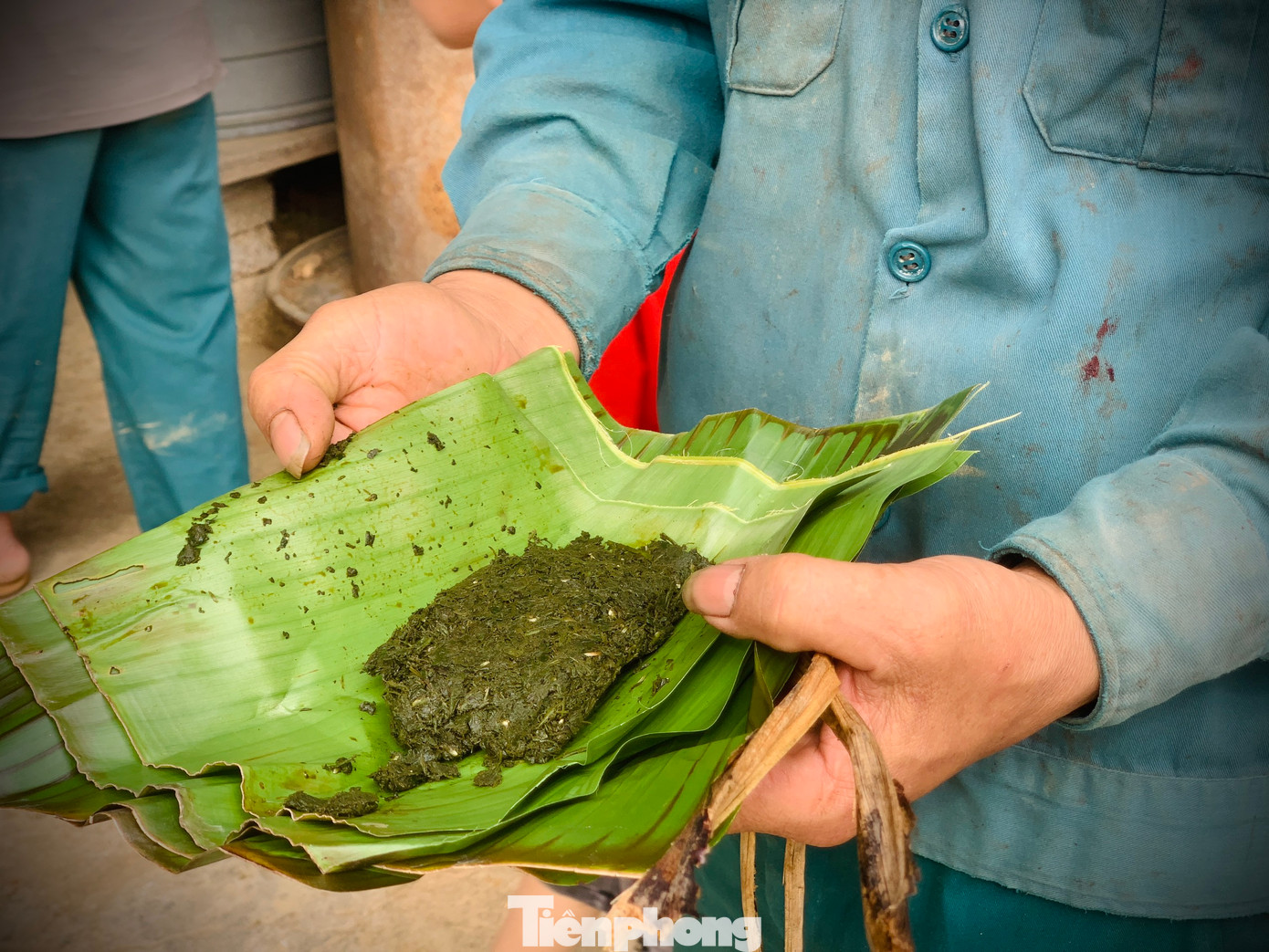 Họ chuẩn bị dây buộc được làm từ cây chuối khô và lá rừng làm nhuyễn để cầm máu tại nơi con hươu bị thương khi cắt lộc nhung xong.