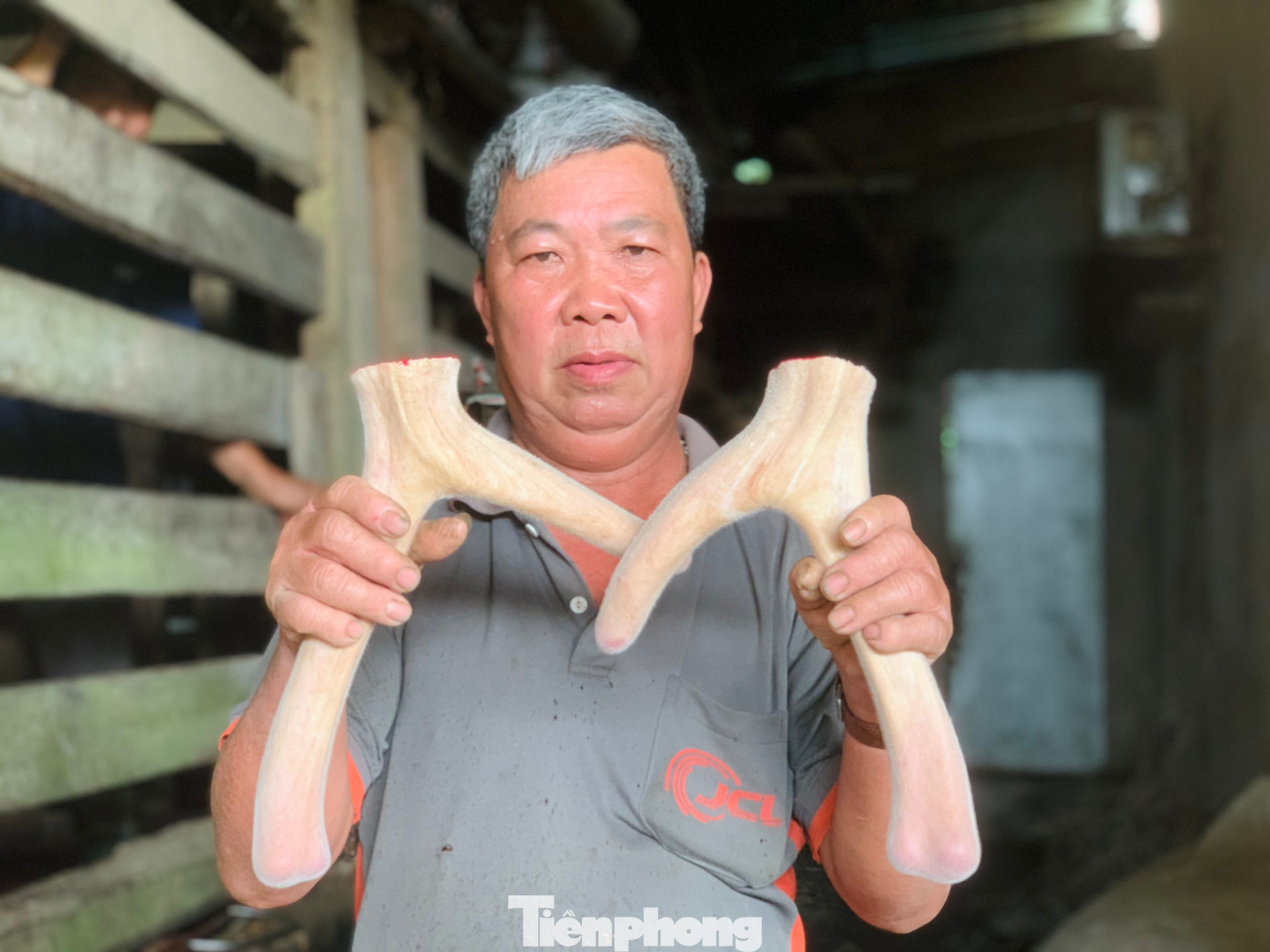 Niềm vui phấn khởi của người nông dân khi con vật nuôi đến ngày thu hoạch lộc nhung.