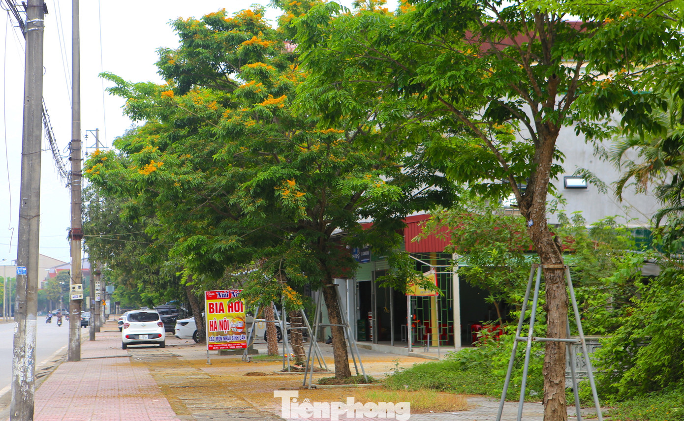 Những cây này được chọn trồng làm cây cảnh, cây bóng mát ở các trường học, bệnh viện, nhà dân... hoặc ven đường phố nhằm cải thiện không khí trong lành, giảm thiểu ô nhiễm môi trường.