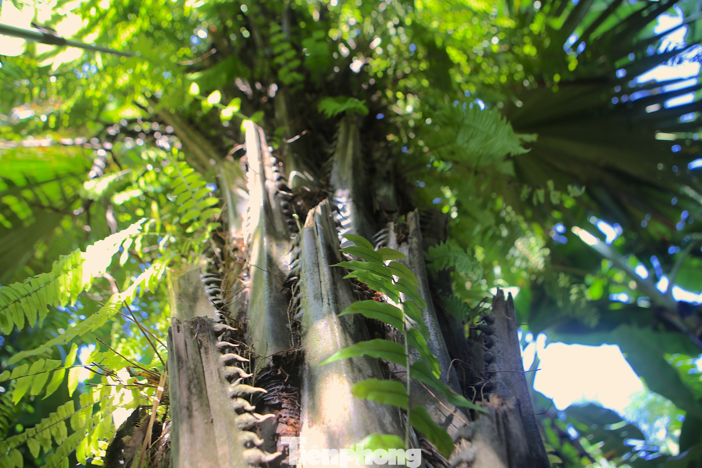 Những gốc cọ trên 5 năm tuổi mới bắt đầu cho quả. Tuổi thọ của chúng trung bình từ 10-15 năm. Cây cọ mọc thẳng, thân xù xì gai gốc, lá được người dân dùng để lợp mái nhà.