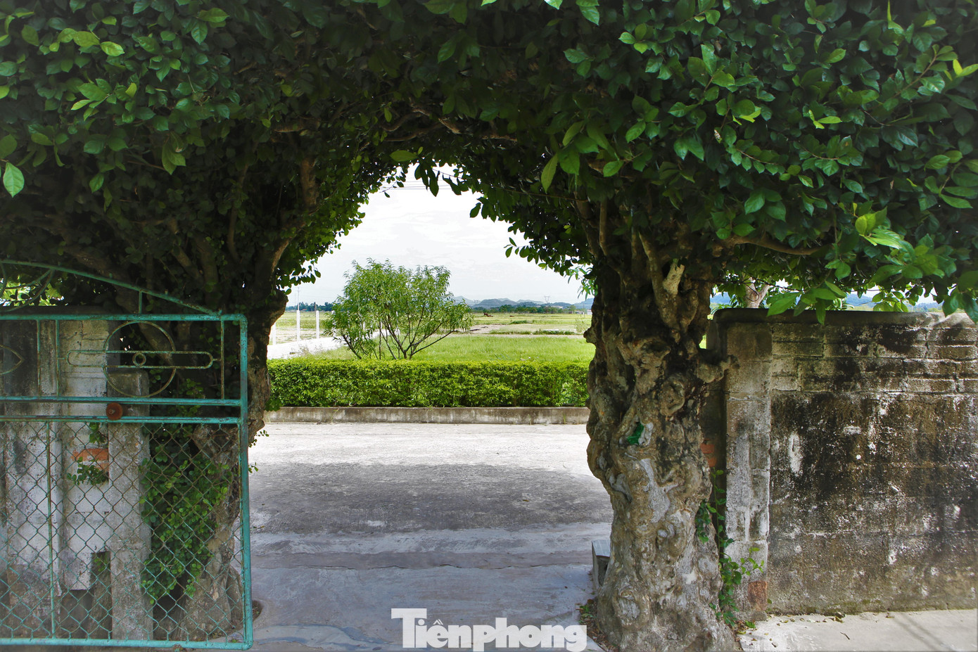 Tùy vào sở thích từng người để tạo dáng cho cây, nhưng chủ yếu, cổng cây duối ở thôn Châu Nội thường có "hình thang" - được tạo ra từ lá và cành cây. Cổng vào nhà chỉ rộng chừng 2m.