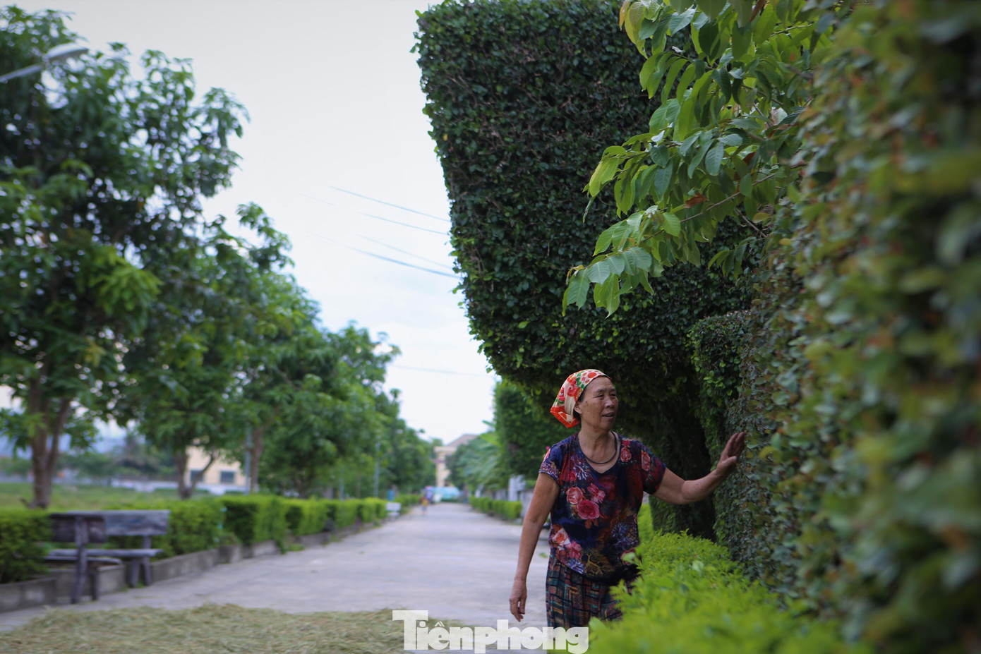 Việc chăm sóc cây duối khá công phu. Kích thước, tỷ lệ là do người chủ ước tính bằng mắt thường.