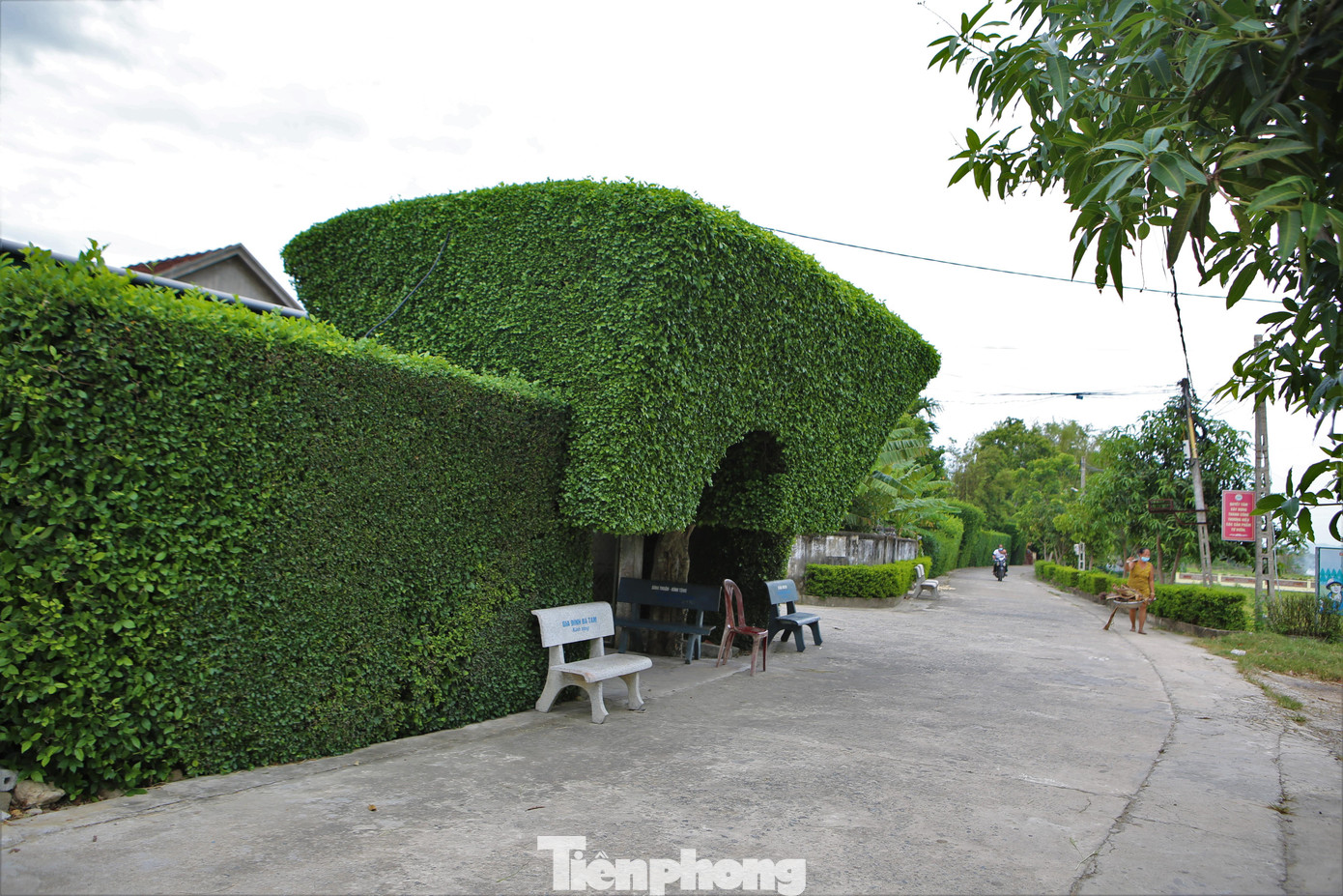 Không chỉ nổi tiếng là đất học, mảnh đất Tùng Ảnh, huyện Đức Thọ, tỉnh Hà Tĩnh còn lưu giữ được những nét văn hoá độc đáo của làng quê Việt Nam bằng những cổng, hàng rào xanh được tạo nên từ những cây duối trên 100 năm tuổi.