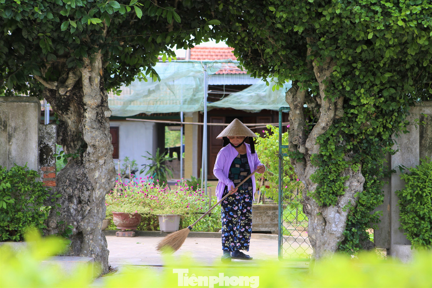 Hàng rào từ cây duối cao chừng 4 mét. Riêng phần "hình thang" - điểm nhấn của chiếc cổng có chiều cao chừng 4,5 m, chiều rộng 2,5 m. Người dân thường xuyên phải chăm sóc, cắt tỉa để tạo dáng cây đẹp.