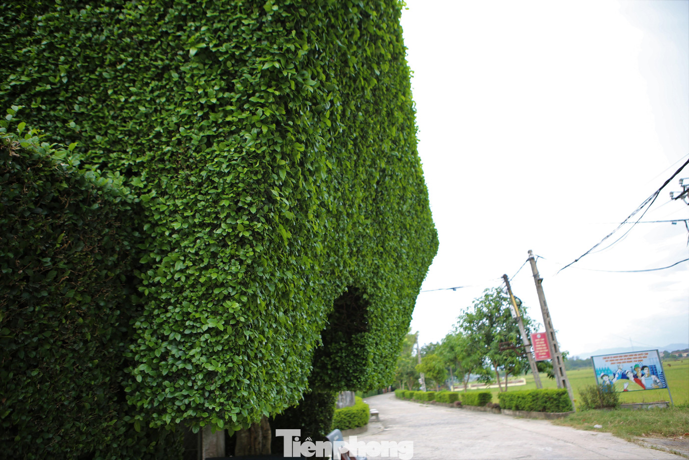 Cổng được tạo từ 2 cây, được cắt tỉa theo hình dáng hình thang, rất lạ mắt.