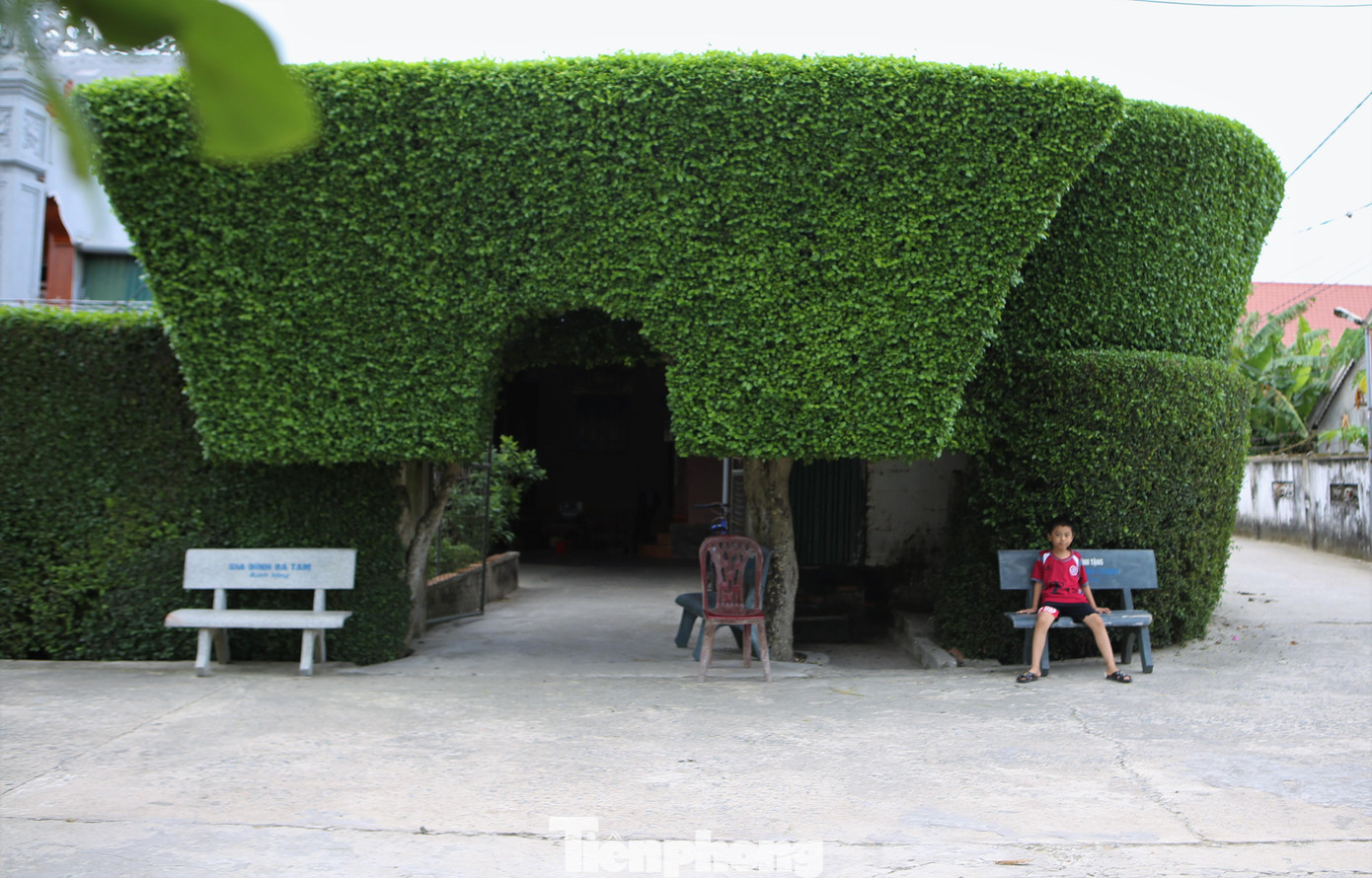 Cổng và hàng rào hàng chục mét bằng cây duối của gia đình ông Phan Nho Mai được xem là một trong những cổng đẹp nhất.