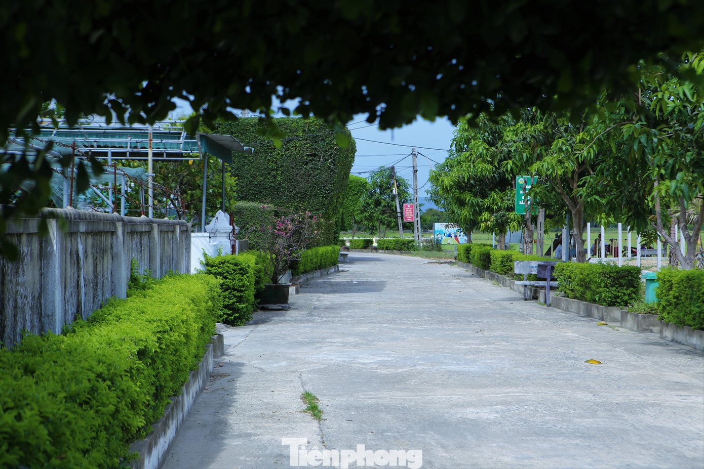 Khung cảnh bình yên ở làng Châu Nội. Những ngày nắng nóng người dân trong thôn đều ngồi dưới bóng râm cây duối để tránh nắng.