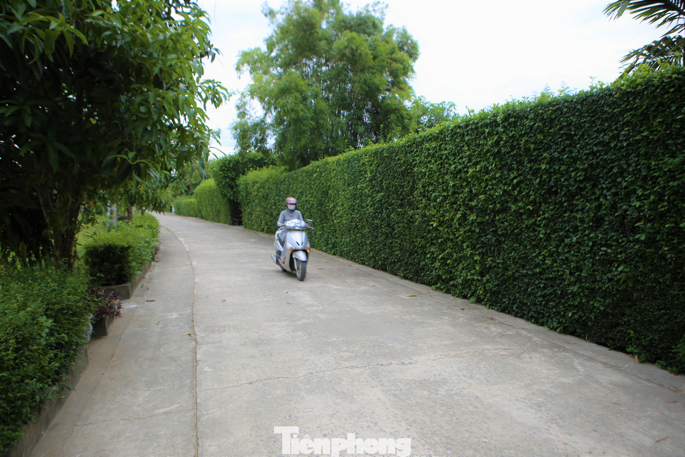 Đường vào thôn Châu Nội toàn màu xanh, khung cảnh đẹp như tranh vẽ.