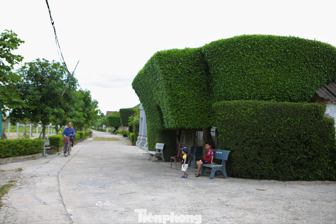 Ở thôn Châu Nội hiện có trên 10 hộ dân có cổng, hàng rào từ cây duối, tất cả đều trên 100 tuổi.