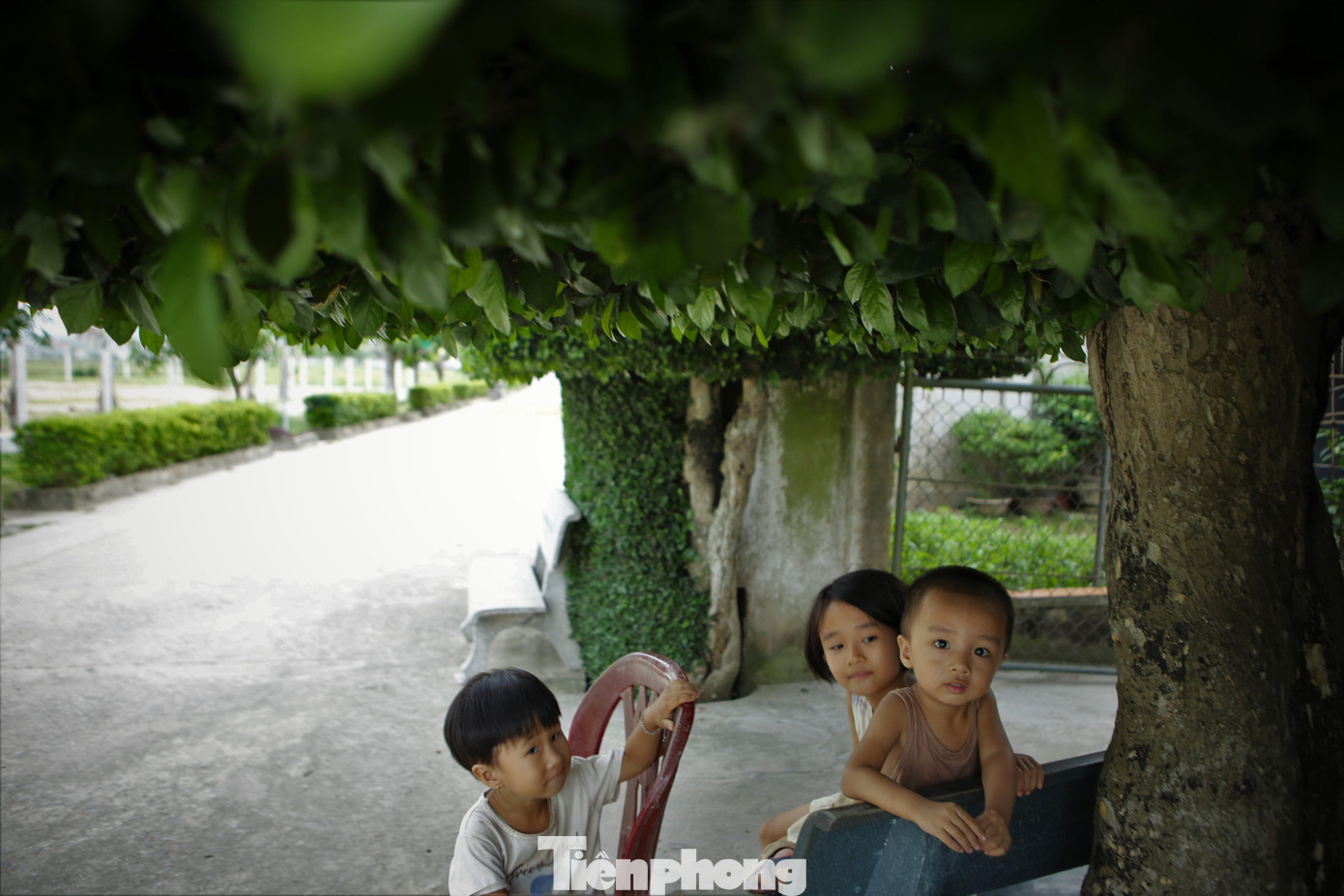 Trẻ con ở làng cùng ra vui chơi, nghỉ dưới gốc duối hàng trăm tuổi của. Những nhà có hàng rào xanh mát, có cổng duối đều chuẩn bị những hàng ghế đá đặt phía dưới.