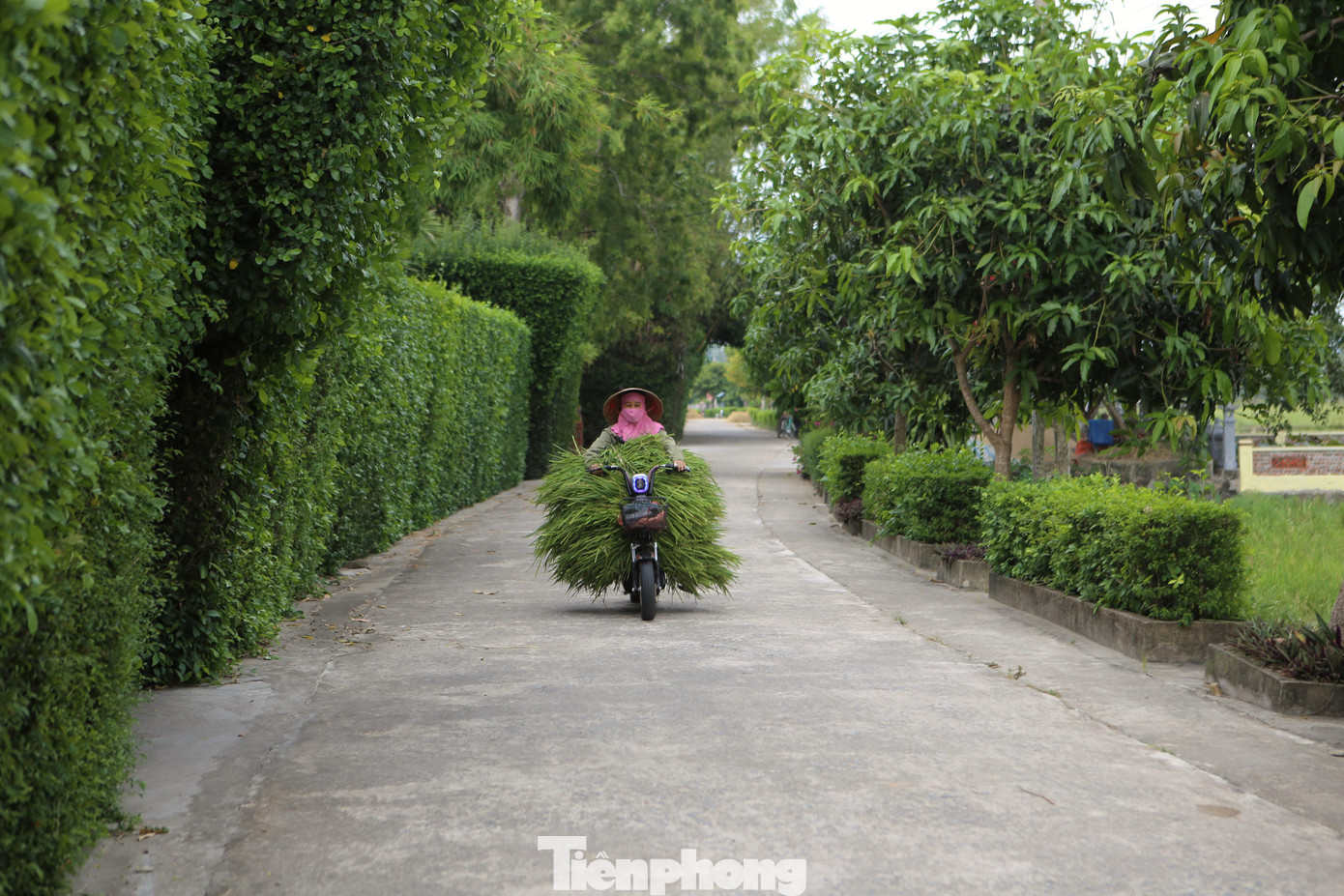 Những bức tường rào, những chiếc cổng được tạo nên bởi những cây duối cổ thụ hàng trăm năm tuổi. Tất cả đã tạo cho làng quê Tùng Ảnh, huyện Đức Thọ (Hà Tĩnh) một nét đẹp chân quê, mộc mạc đến mê hồn.