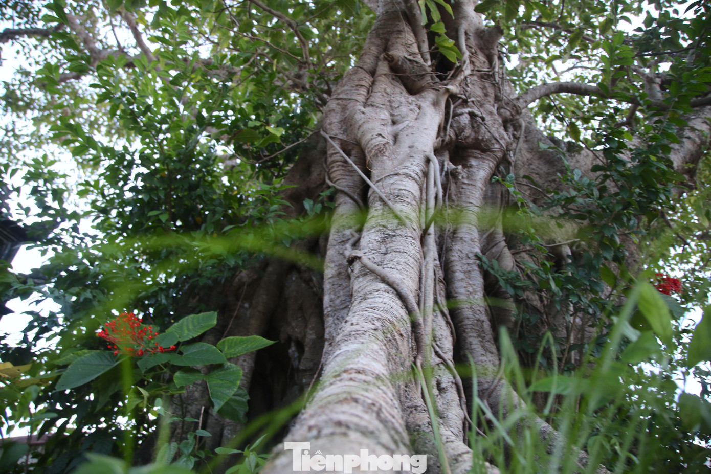Cây đa có tuổi thọ trên 300 năm, gốc cây to cỡ tầm 10 người ôm, tán rộng vươn ra xa.