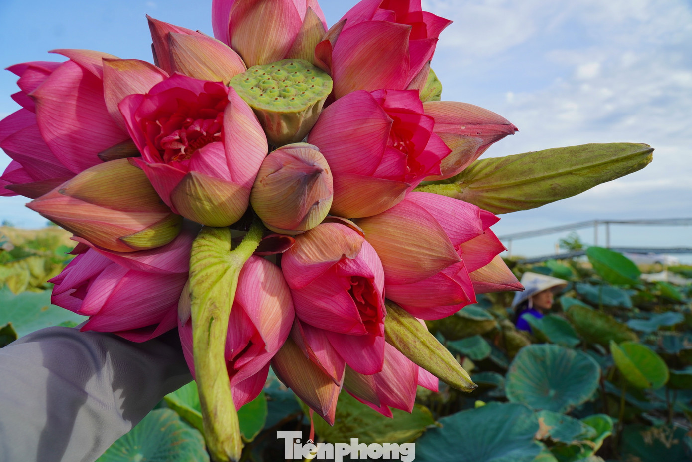 Hoa sen được trồng ở đây là loại bách diệp. Hoa có mùi thơm nồng, khi nở sẽ được thu hoạch vào buổi sáng. Hoa sen được trồng ở đây là loại bách diệp. Hoa có mùi thơm nồng, khi nở sẽ được thu hoạch vào buổi sáng.