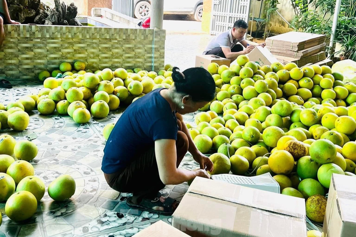 Người dân đóng bưởi để gửi đi cho khách.