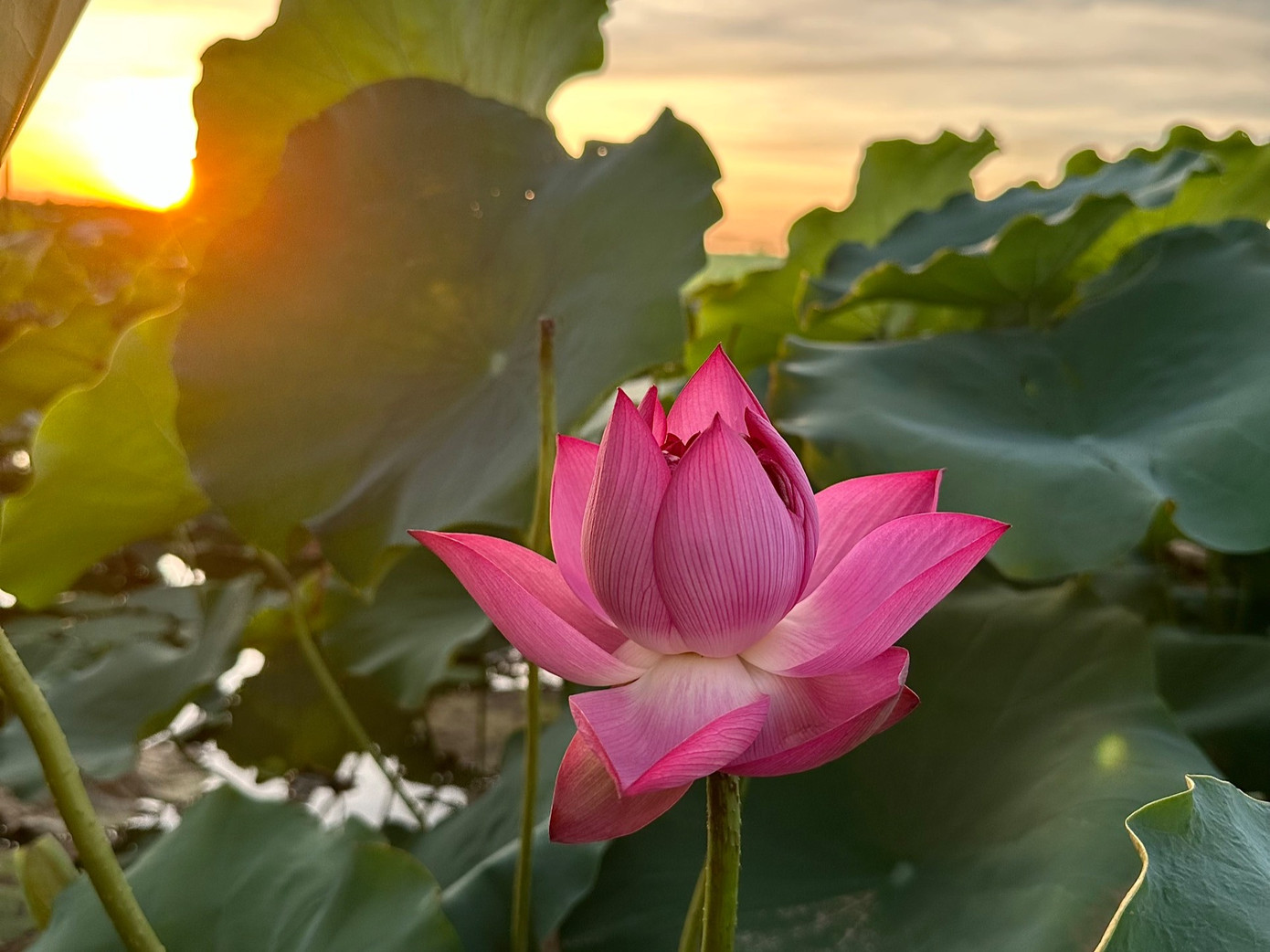 Sau thời gian trồng, đến nay hoa sen đã nở và cho thu hoạch. Hoa ở đây trồng để ướp trà, ướp rượu và trang trí mang lại giá trị kinh tế cao.