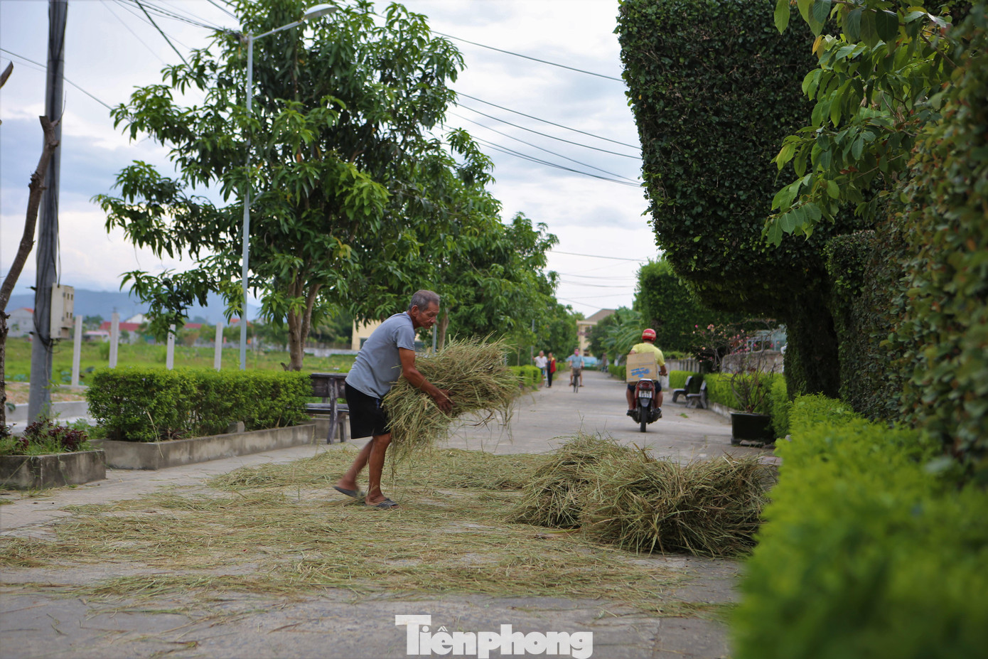 Các cổng nhà và hàng rào được cắt tỉa từ cây Duối thẳng tắp, vuông vắn tô điểm thêm nét đẹp làng quê yên bình.