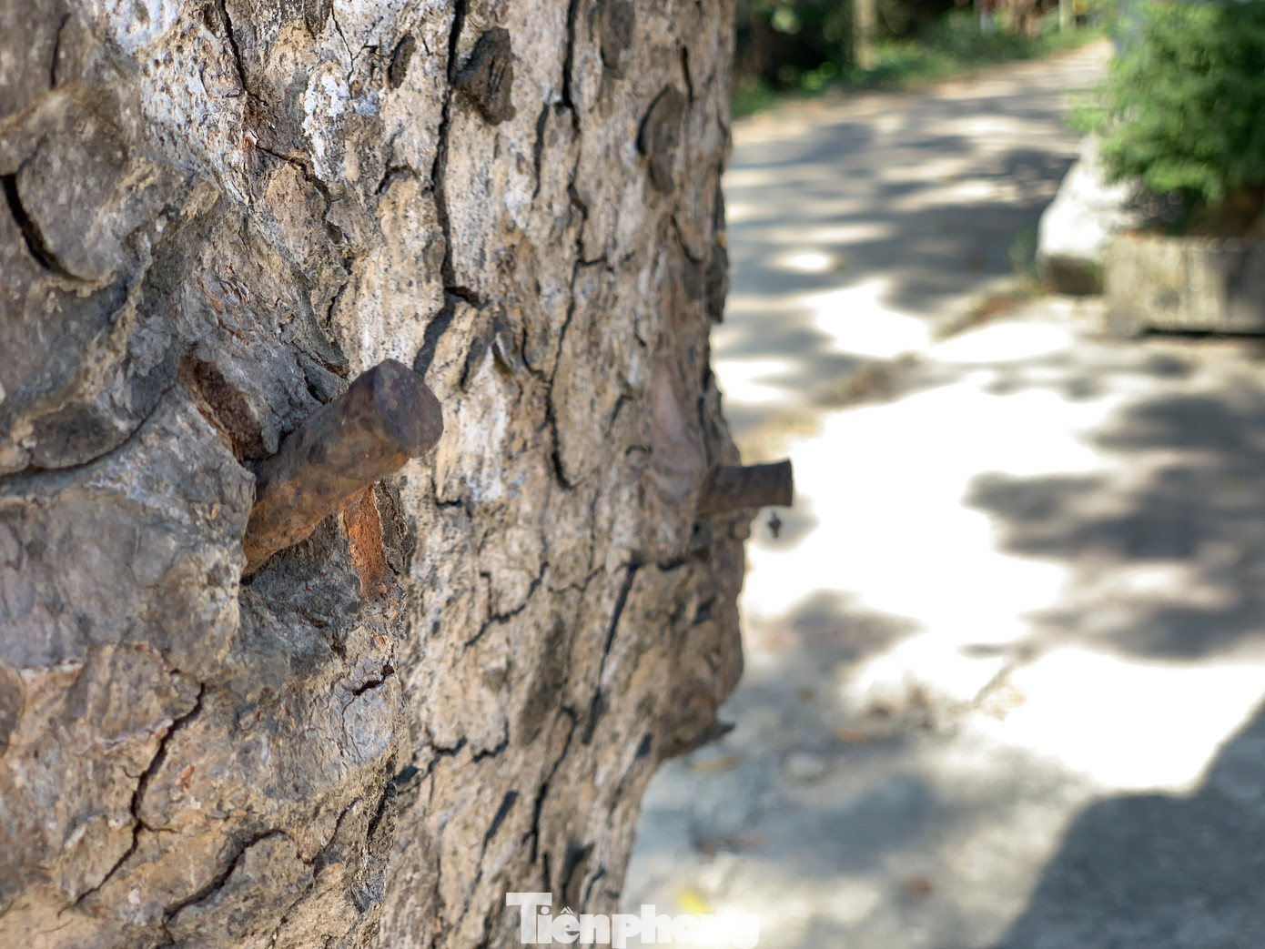 Một lãnh đạo UBND xã Bùi La Nhân, huyện Đức Thọ cho biết, đơn vị đã nắm được thông tin và chỉ đạo lực lượng công an vào cuộc điều tra, xử lý. Hiện một số biển báo, bảng quảng cáo đã được tháo dỡ. Ngoài ra để bảo vệ hàng cây cổ thụ, địa phương đã yêu cầu người dân ven đường không được thực hiện các hành vi nhằm xâm hại làm ảnh hưởng đến cây.