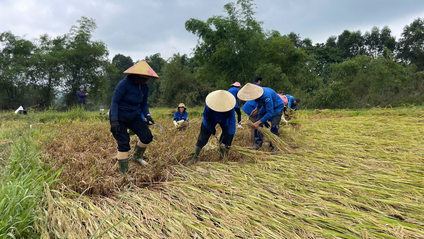 Trong màu áo xanh tình nguyện lấm lem bùn đất, nhiều bạn trẻ tại huyện Hương Khê đã dầm mình dưới nắng, xắn quần lội bùn, gặt từng nắm lúa nằm rạp.
