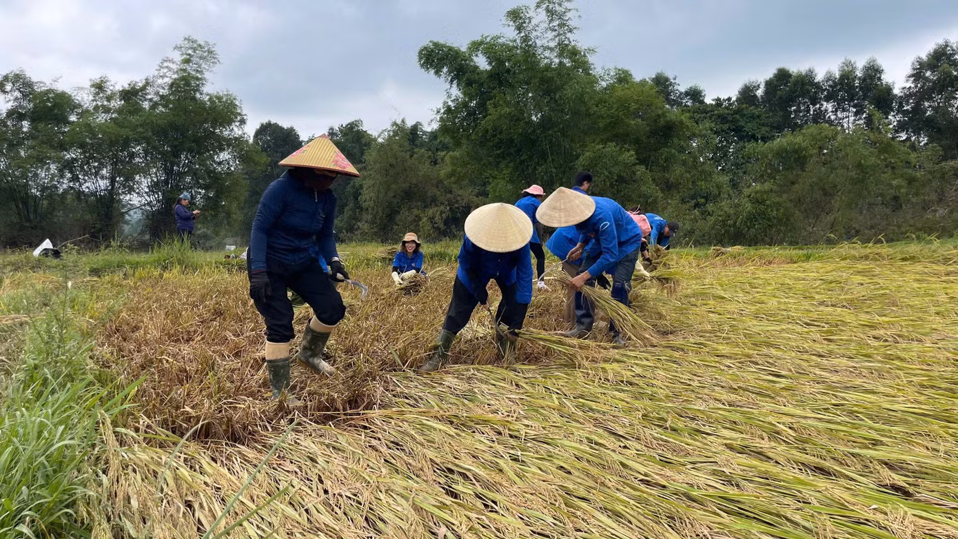 Trong màu áo xanh tình nguyện lấm lem bùn đất, nhiều bạn trẻ tại huyện Hương Khê đã dầm mình dưới nắng, xắn quần lội bùn, gặt từng nắm lúa nằm rạp. Trong màu áo xanh tình nguyện lấm lem bùn đất, nhiều bạn trẻ tại huyện Hương Khê đã dầm mình dưới nắng, xắn quần lội bùn, gặt từng nắm lúa nằm rạp.