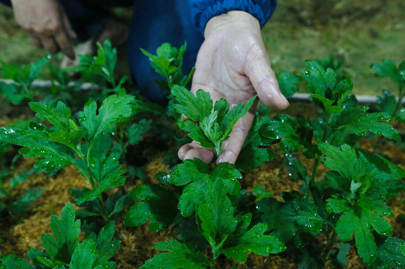 Gia đình bà Xuân đang trồng 25.000 gốc hoa cúc, dịp này các thành viên trong gia đình đều cùng hỗ trợ chăm sóc hoa. Theo bà Xuân, thông thường mỗi lứa hoa cúc phải chong đèn trong vòng 35 ngày.