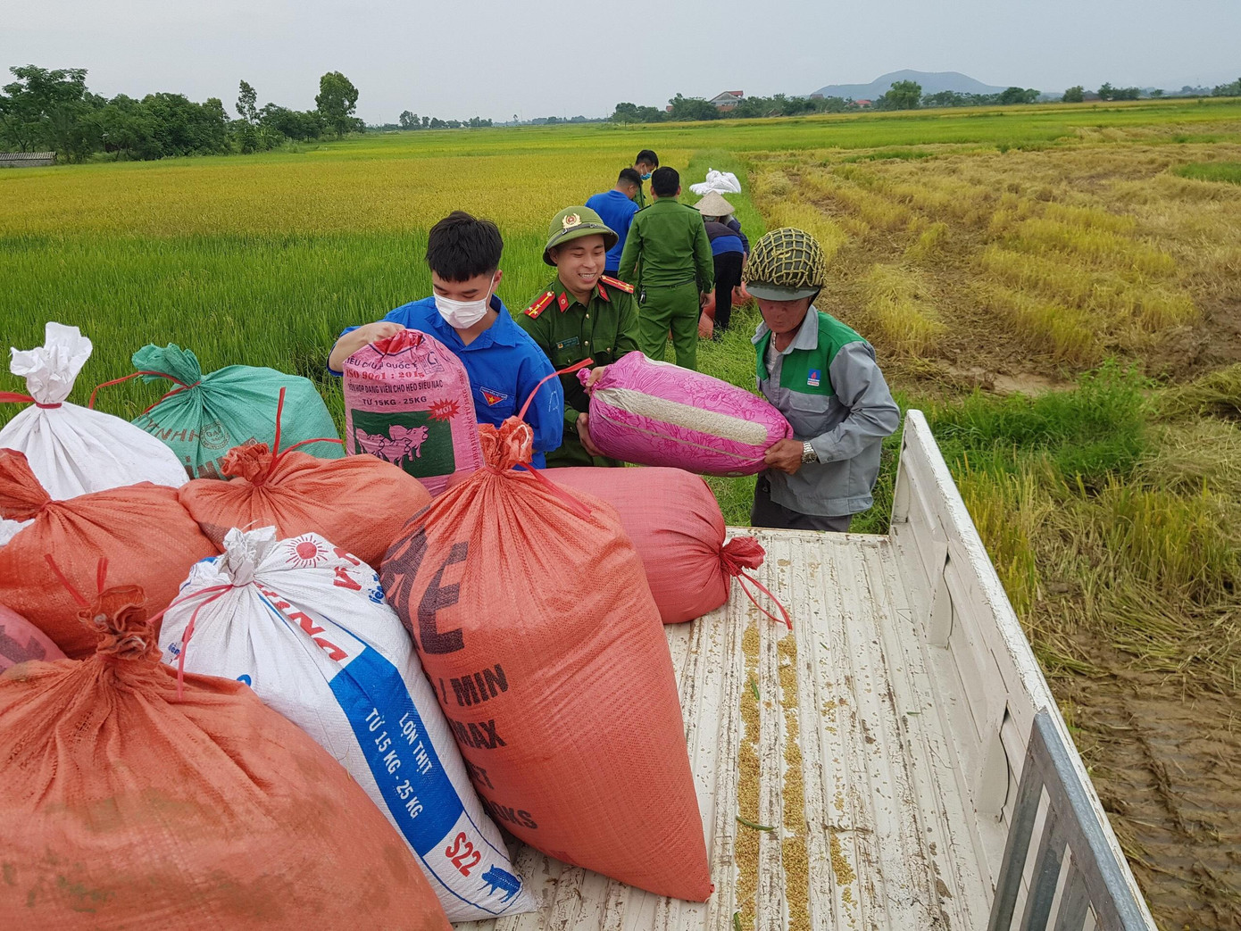 Trong ngày 29/5, các cấp bộ Đoàn trên toàn tỉnh đã tập trung vào các hoạt động như xây dựng nông thôn mới, đô thị văn minh, chỉnh trang cảnh quan, giúp dân thu hoạch vụ mùa...