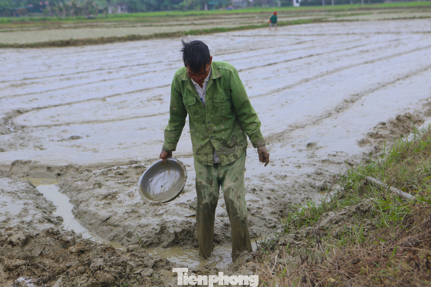 Mặc cho gió buốt, mưa lâm thâm, trên những thửa ruộng người nông dân vẫn ngâm mình trong nước lạnh với đôi tay run rẩy, khuôn mặt tím tái... Mặc cho gió buốt, mưa lâm thâm, trên những thửa ruộng người nông dân vẫn ngâm mình trong nước lạnh với đôi tay run rẩy, khuôn mặt tím tái...