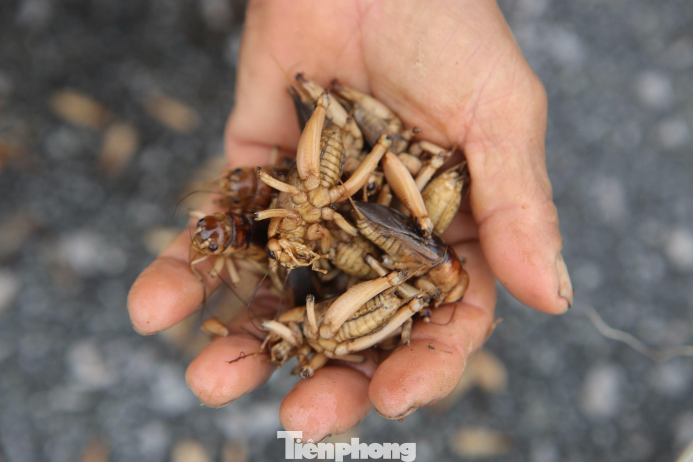 Dế mùa lũ đang là món ăn đặc sản, giá cũng khá đắt (2.000 – 3.000 đồng/con) giúp nhiều “thợ săn” thu hàng trăm ngàn đến tiền triệu mỗi ngày.