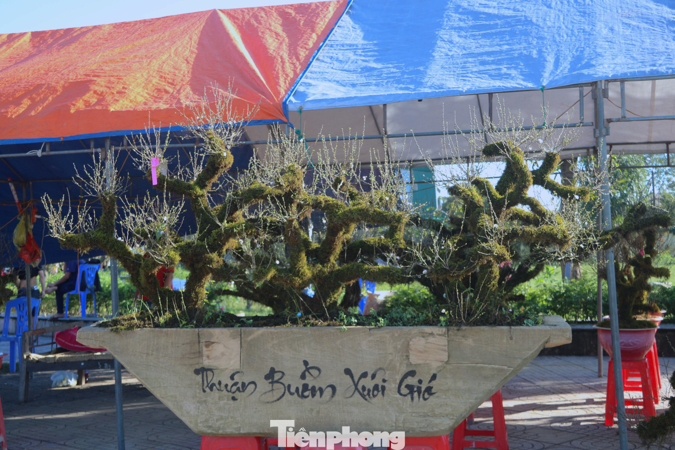 Chậu nhất chi mai trồng trong thuyền được anh Việt rao bán với giá trên 20 triệu đồng.