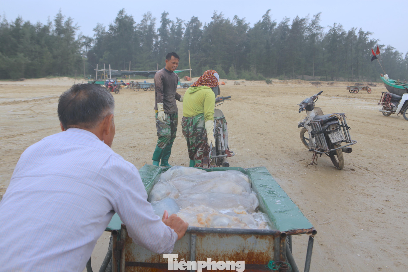 Ngư dân cho biết, việc thu hoạch sứa không cần đầu tư chi phí, ngư cụ nhiều như các hải sản khác mà vẫn thu được nhiều tiền.