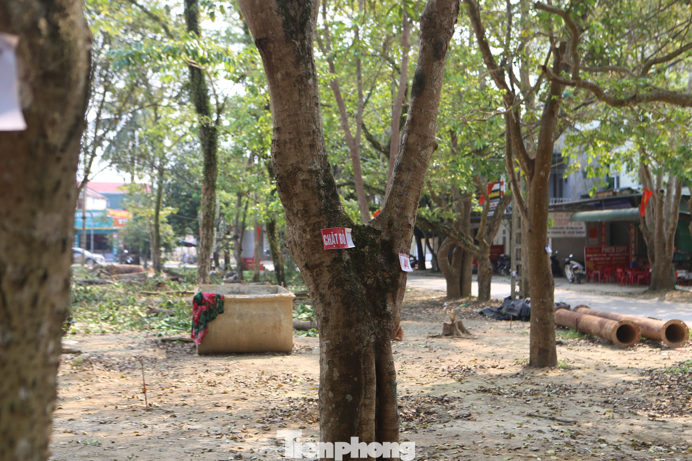 Người dân khu vực thị trấn Hương Khê cho biết, hàng cây xanh này được họ xem như "lá phổi xanh" tạo nét đẹp riêng của huyện miền núi, nơi “chảo lửa” miền Trung. "Giờ chặt hạ đi như thế này không biết bao giờ mới có thể trồng lại được", ông Nguyễn Văn Tuấn (trú huyện Hương Khê) cho hay.